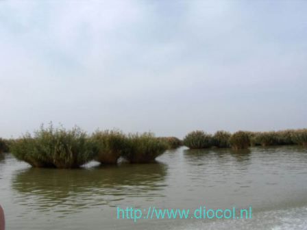 Yinchuan wetlands